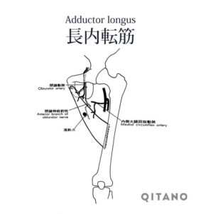 長内転筋（ちょうないてんきん）機能解剖学図・起始停止・働き