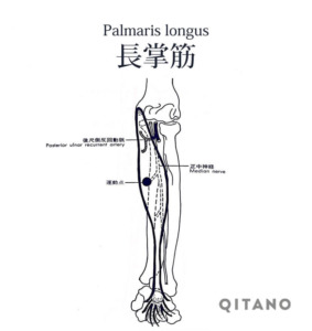 長掌筋（ちょうしょうきん）機能解剖学図・起始停止・働き