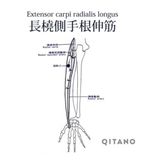 長橈側手根伸筋 ちょうとうそくしゅこんしんきん ストレッチ方法 起始停止 働き Qitano キタノ カラダづくりラボ