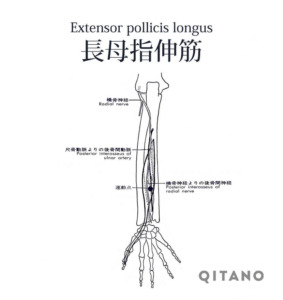 長母指伸筋（ちょうぼししんきん）機能解剖学図・起始停止・働き