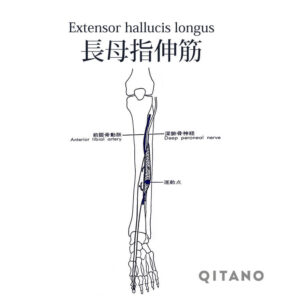 長母趾伸筋（ちょうぼししんきん）機能解剖学図・起始停止・働き