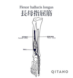 長母趾屈筋（ちょうぼしくっきん）機能解剖学図・起始停止・働き