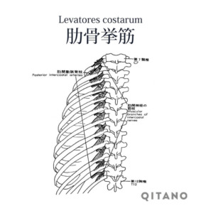 肋骨挙筋（ちょうろっこつきょきん）機能解剖学図・起始停止・働き
