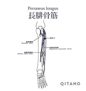 長腓骨筋（ちょうひこつきん）機能解剖学図・起始停止・働き
