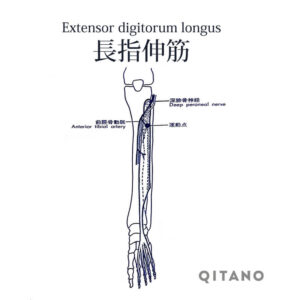 長趾伸筋（ちょうししんきん）機能解剖学図・起始停止・働き