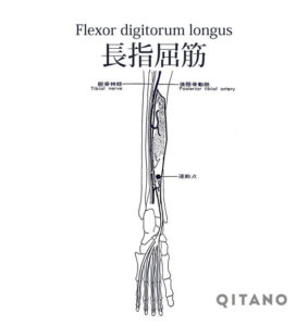 長趾屈筋（ちょうしくっきん）機能解剖学図・起始停止・働き