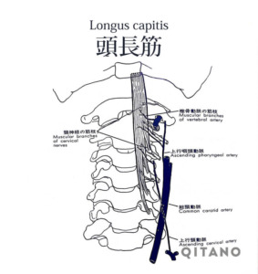 頭長筋（とうちょうきん）機能解剖学図・起始停止・働き