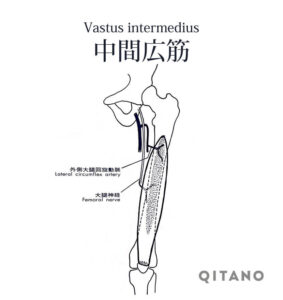 中間広筋（ちゅうかんこうきん）大腿四頭筋（だいたいしとうきん）機能解剖学図・起始停止・働き