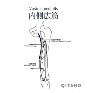 内側広筋（ないこくこうきん）大腿四頭筋（だいたいしとうきん）機能解剖学図・起始停止・働き