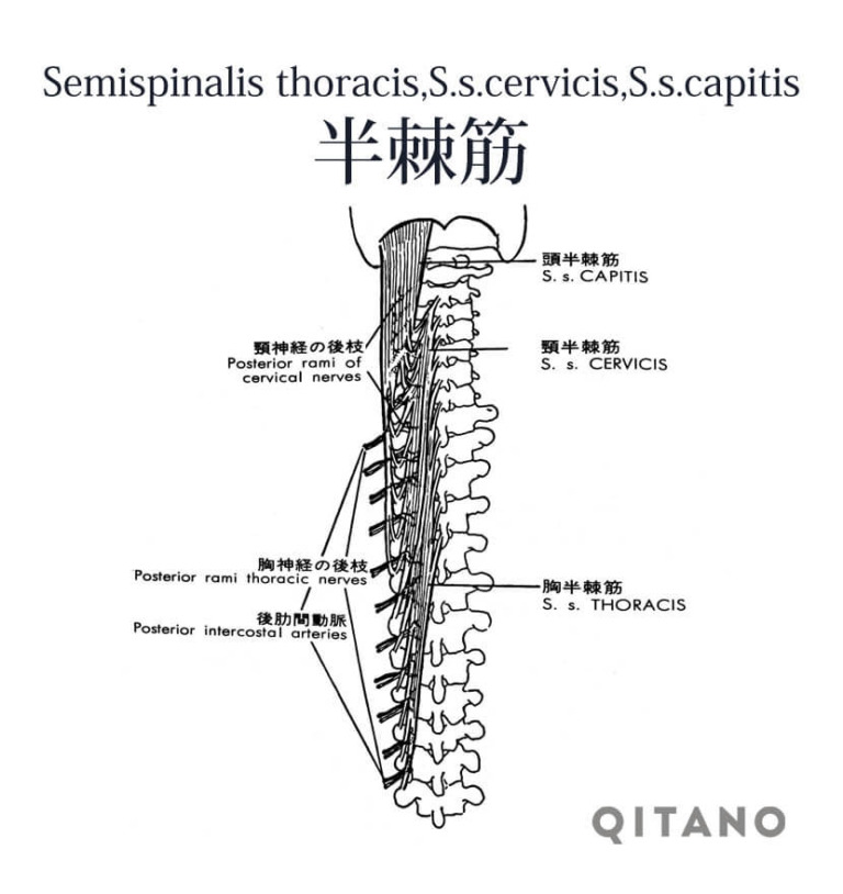 半棘筋（はんきょくきん）ストレッチ方法・起始停止・働き｜QITANO【キタノ】カラダづくりラボ
