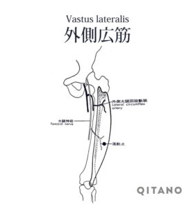 外側広筋（がいそくこうきん）大腿四頭筋（だいたいしとうきん）機能解剖学図・起始停止・働き