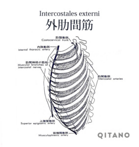 外肋間筋（がいろっかんきん）機能解剖学図・起始停止・働き