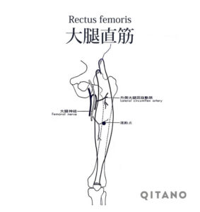 大腿直筋（だいたいちょくきん）大腿四頭筋（だいたいしとうきん）機能解剖学図・起始停止・働き