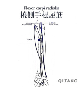 橈側手根屈筋（とうそくしゅこんくっきん）機能解剖学図・起始停止・働き