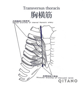 胸横筋（きょうおうきん）機能解剖学図・起始停止・働き