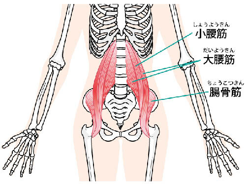 腹部のインナーマッスル筋群図