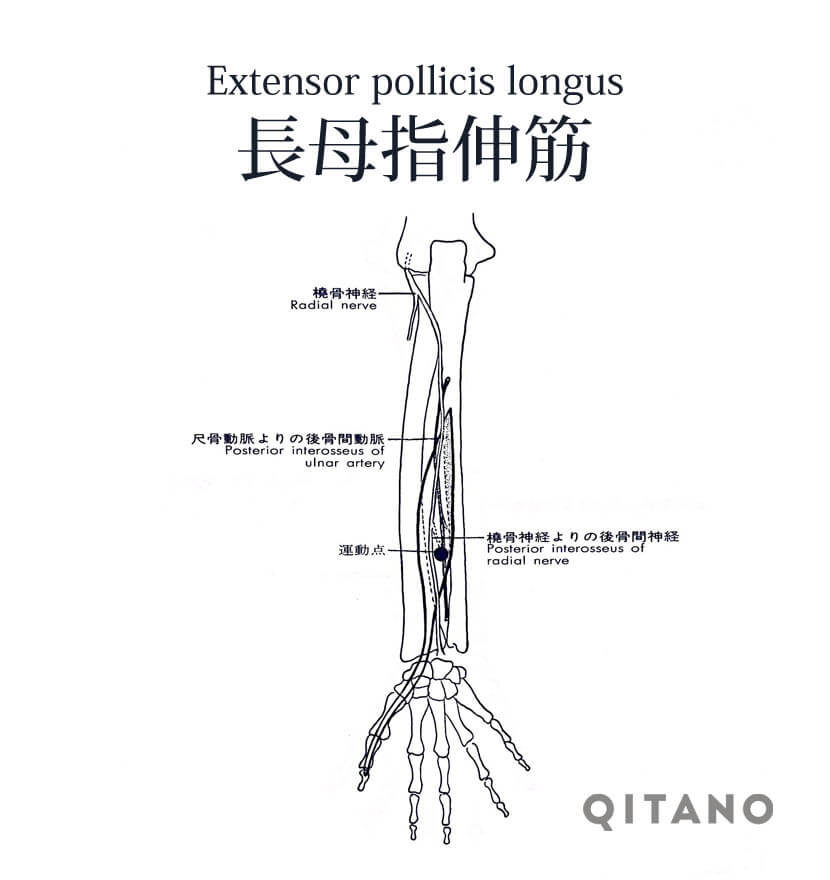 長母指伸筋（ちょうぼししんきん）ストレッチ方法・起始停止・作用｜QITANO ® 北野カラダづくりラボ