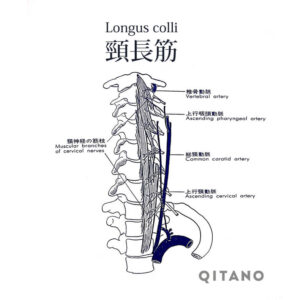 頚長筋（けいちょうきん）機能解剖学図・起始停止・働き