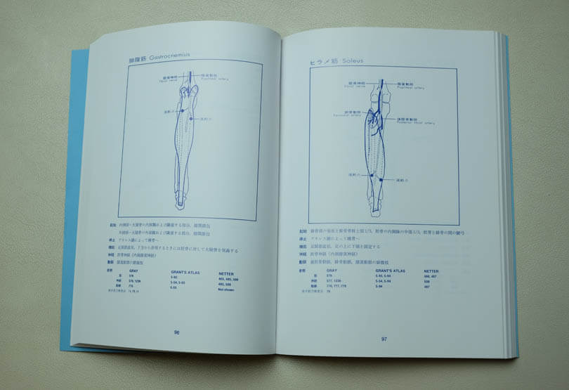 モーターポイントを示す機能解剖学図