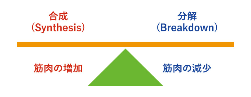 タンパク質の合成と分解図