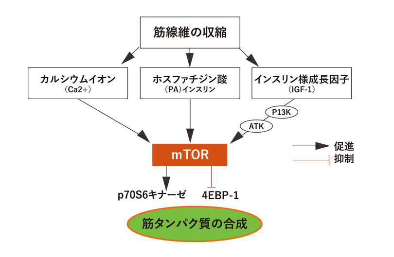 筋タンパク質の合成メカニズム図