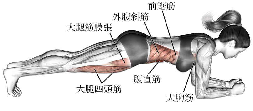 フロントブリッジ（プランク）で効く体幹の筋肉部位