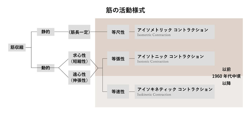 筋の活動様式