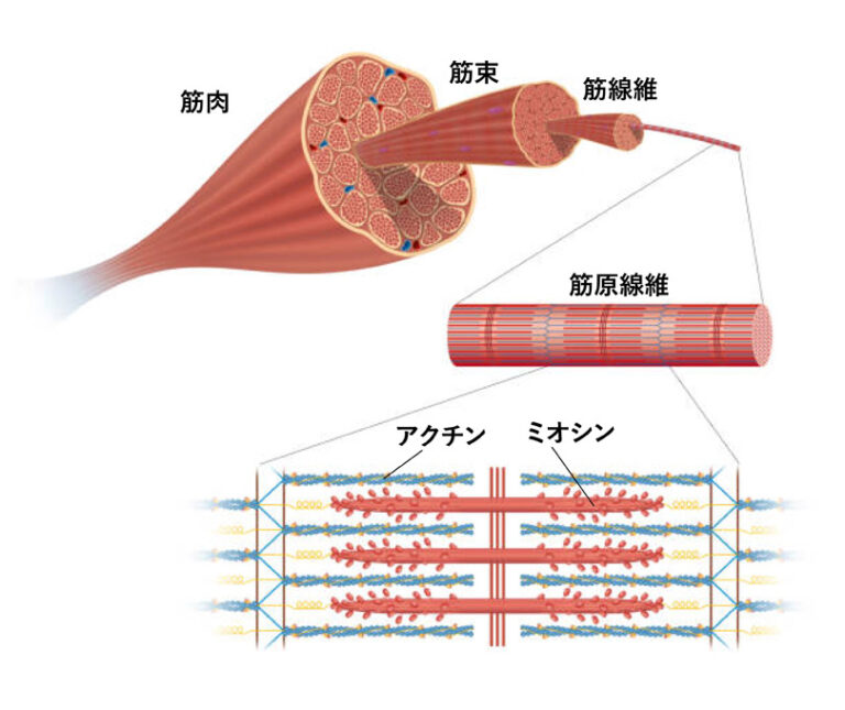 筋肥大のメカニズムは筋タンパク質の合成と分解|QITANO ® 北野カラダづくりラボ