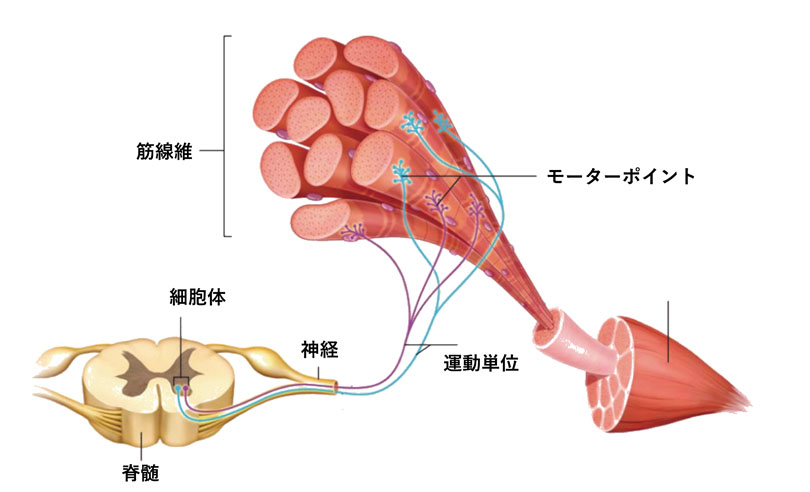 運動単位 イラスト図