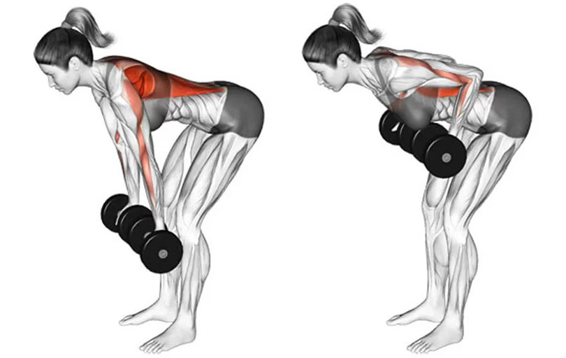 ベントオーバーロウ ダンベルの効果と発達する筋肉部位