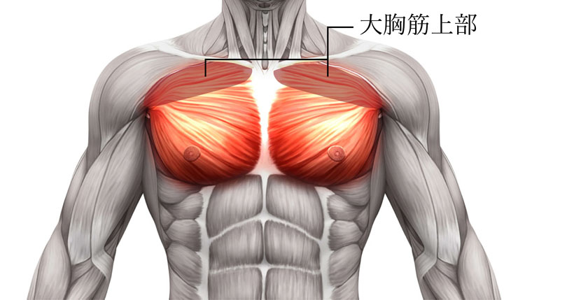 インクラインベンチプレスでは大胸筋上部が発達する