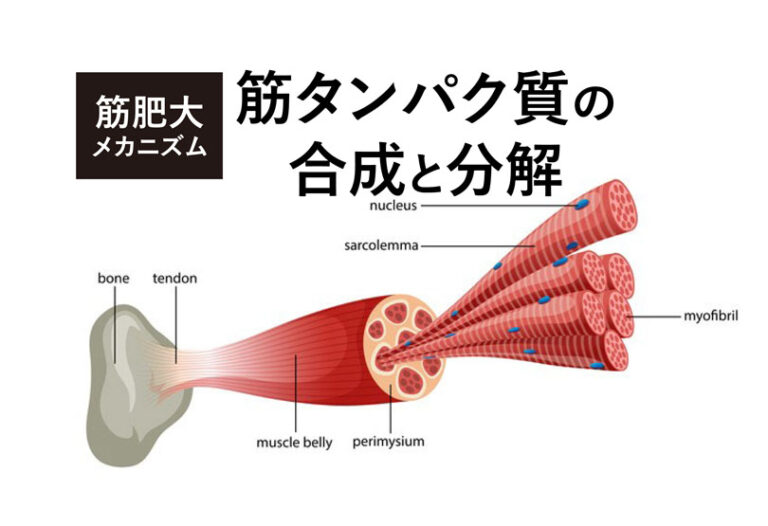 筋肥大のメカニズムは筋タンパク質の合成と分解