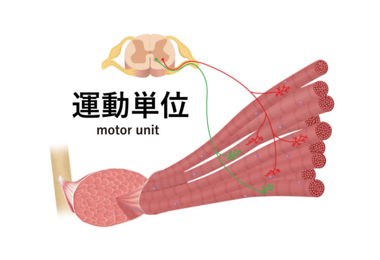 運動単位とは｜motor unit