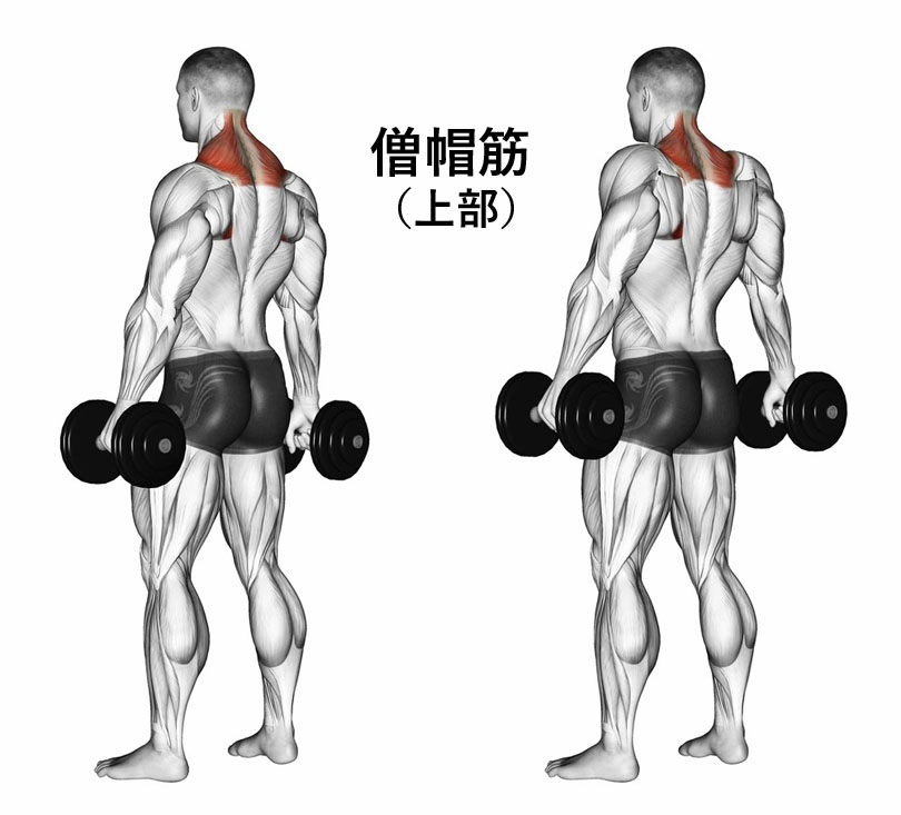 ダンベルシュラッグ効果と発達する筋肉部位