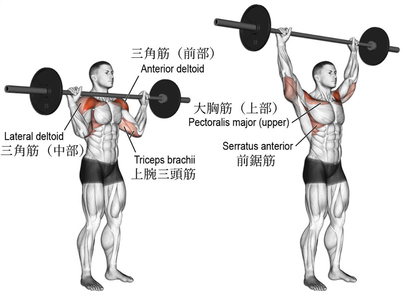 ミリタリープレス（オーバーヘッドプレス）で鍛える筋肉群