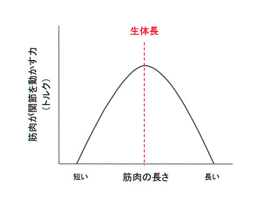 長さー張力曲線（筋トレ）