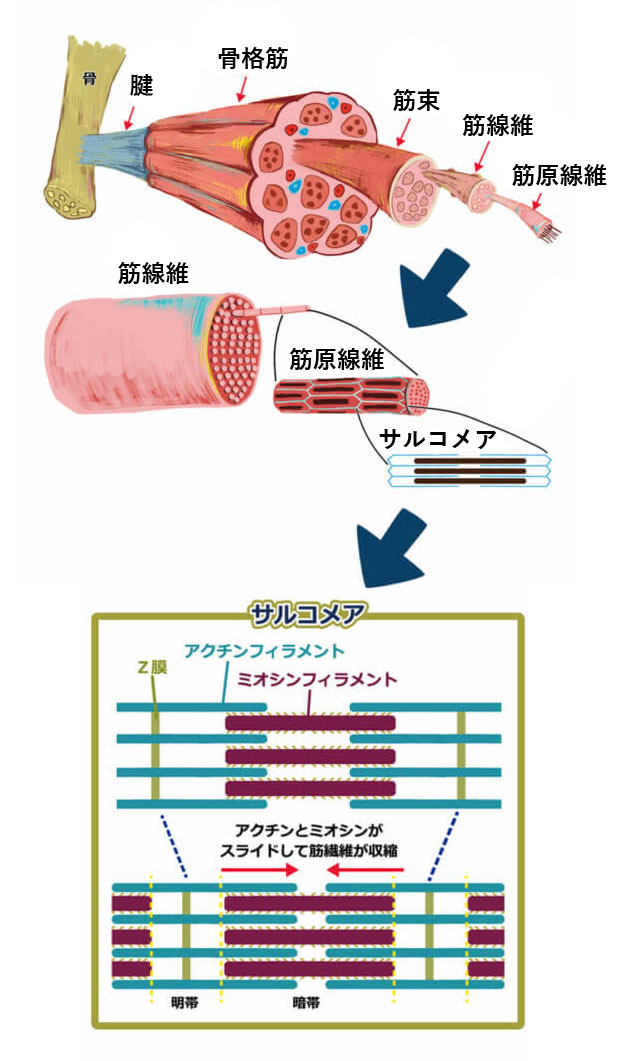 骨格筋の階層構造とサルコメアの筋収縮