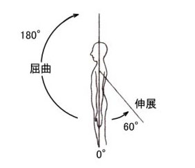 肩関節の伸展・屈曲動作図