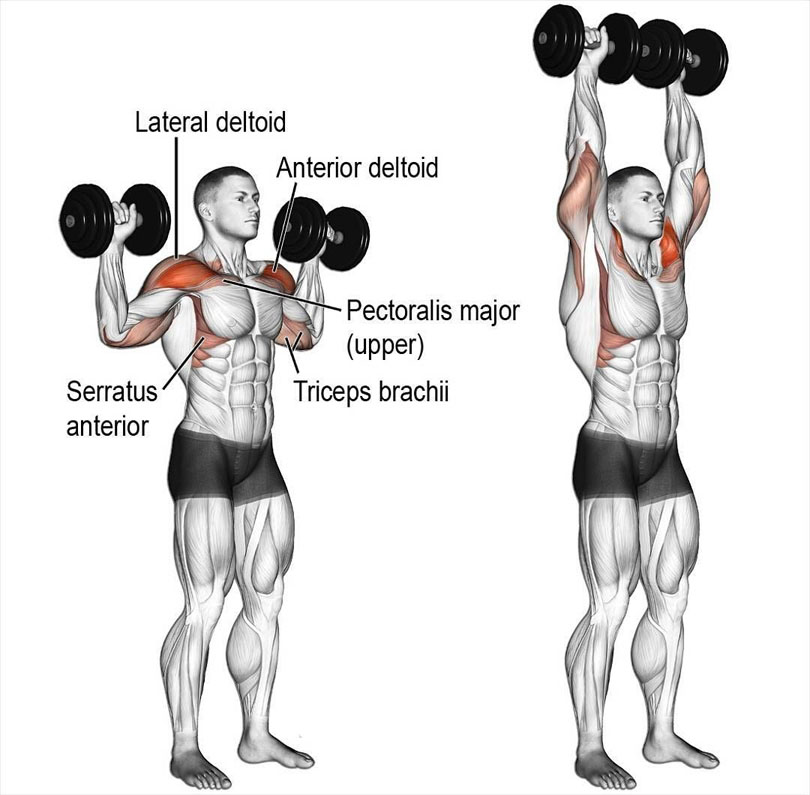 ダンベルショルダープレスの効果的なやり方｜肩・二の腕・胸を鍛える