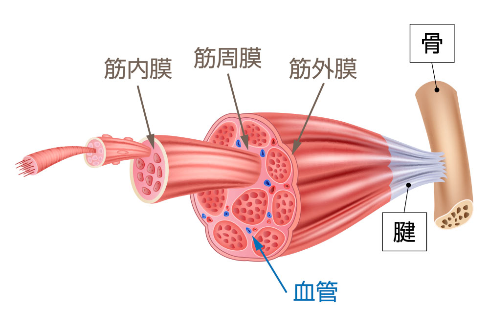 筋膜図
