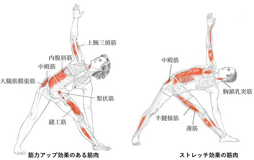 三角筋ポーズの筋力アップ効果のある筋肉・ストレッチの筋肉.jpg
