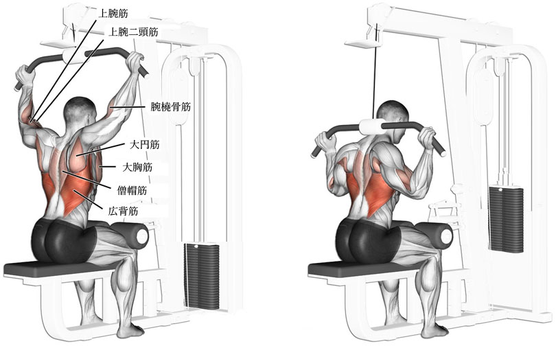 ラットプルダウンビハインドネックで背中を鍛える