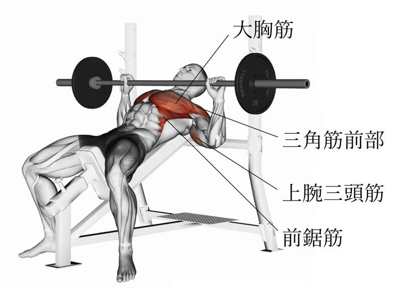 インクラインベンチプレスで鍛える筋肉部位
