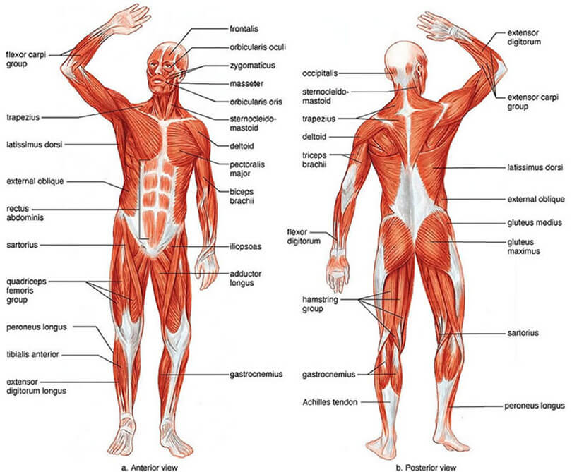 人間の筋肉名前一覧｜全身109種の筋肉を各部位ごとに図解説（英語名称・作用・起始停止・読み方）