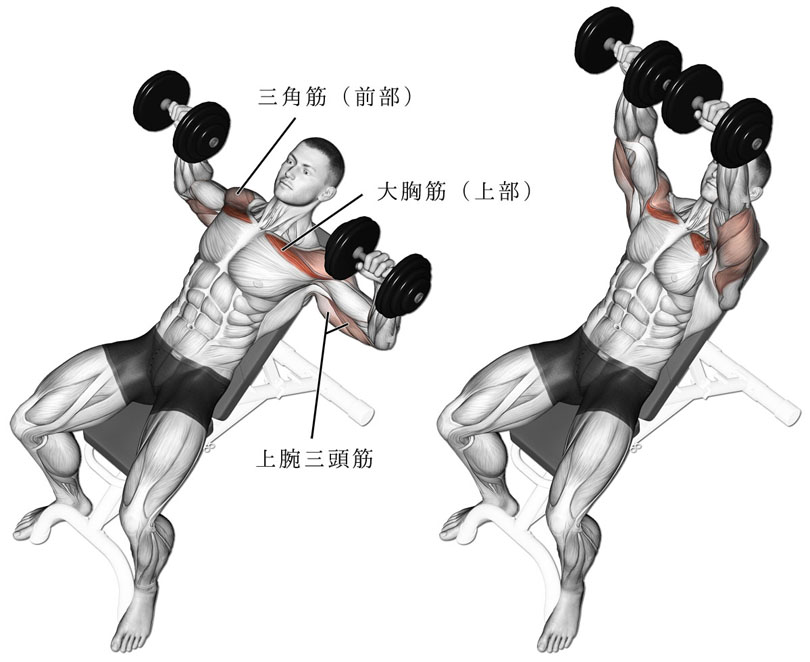インクラインダンベルプレスの正しいやり方（大胸筋上部、上腕三頭筋、三角筋前部）