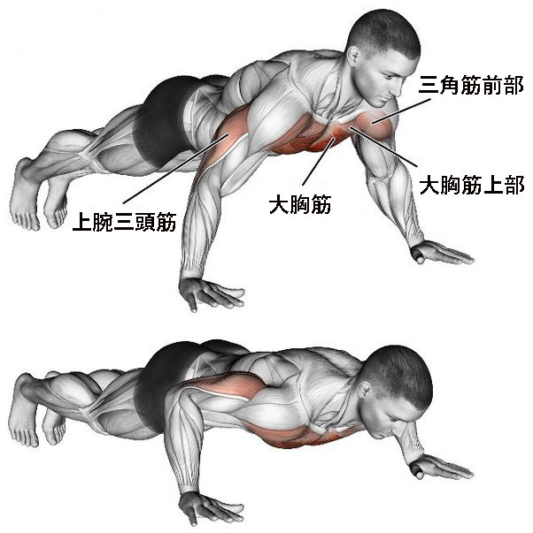 プッシュアップ（腕立て伏せ）の動作手順