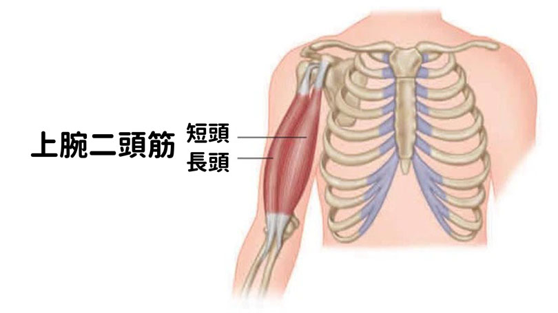 上腕二頭筋（短頭・長頭）