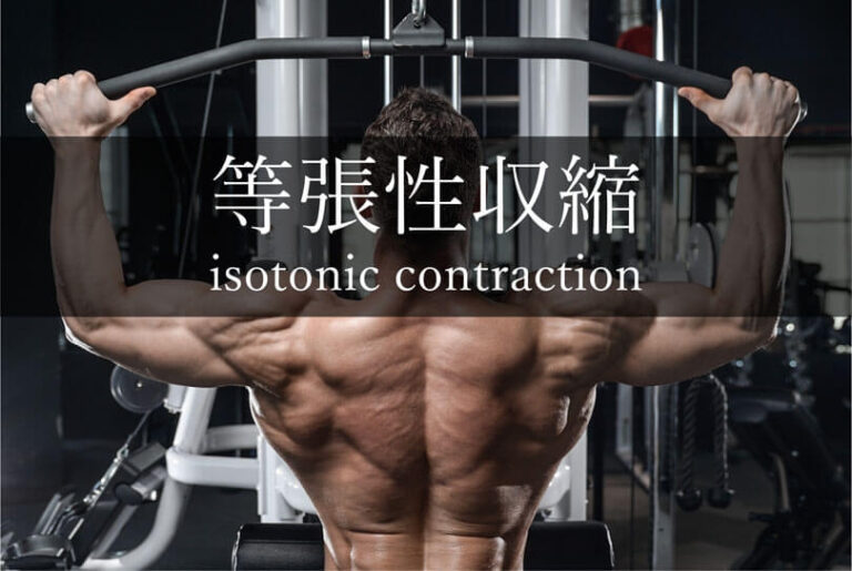 等張性収縮｜アイソトニックコントラクション
