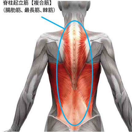 脊柱起立筋