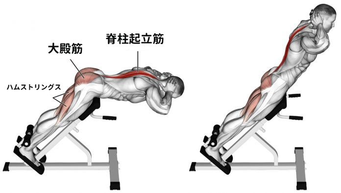 バックエクステンションの効果と発達する筋肉部位